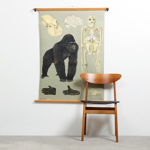 Vintage GORILLA school chart by Jung Koch Quentell roll down linen poster ape educational wall chart