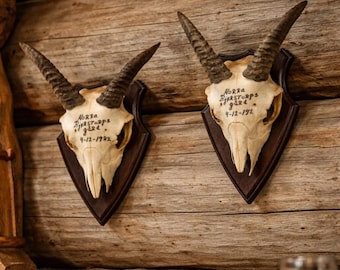 Awesome MOUFLON SHEEP - Full Skull,with Nice Horns Taxidermy