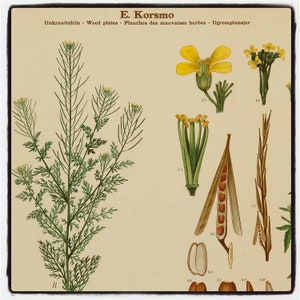 Poster scolaire norvégien du professeur E. Korsmo, étude des plantes adventices