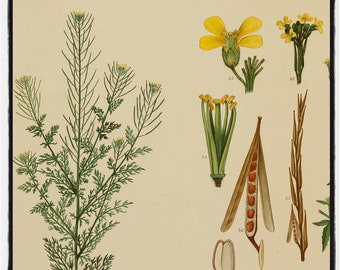 Norwegian school poster by Prof. Dr. E. Korsmo, study of weed plants