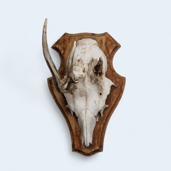 Genuine abnormal deer skull with antlers on wooden plate, wall decoration