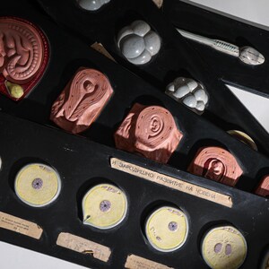 May include: A vintage educational display showing the stages of human embryonic development. The display features a series of plastic models depicting the stages of a human embryo, from the fertilized egg to a fetus. The display is labeled in Cyrillic script, "И ЗАРОДИШНО РАЗВИТИЕ НА ЧОВЕКА", which translates to "And the embryonic development of man."