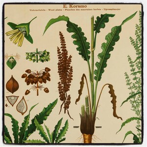 Poster scolaire norvégien du professeur E. Korsmo, étude des plantes adventices