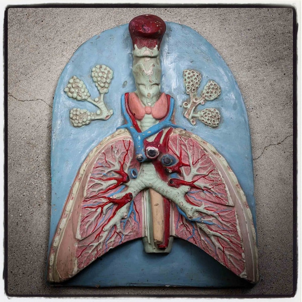 Vintage anatomical model of lungs for teaching use, old original school material, not a copy,