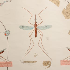 Originele vintage poster mug, malaria, jaren 1960 Duitse educatieve school muurkaart uit het midden van de eeuw biologie, wetenschap, ziekte.