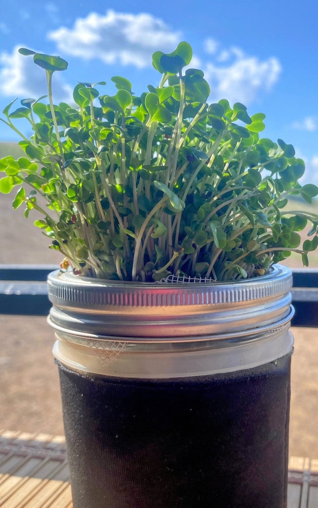 Jar Garden Hydroponic Microgreens Grow Kit for WIDE Mouth Mason Jars