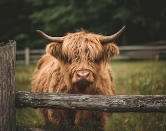 Highland Cow Portrait, PNG Clipart (Digital Download)