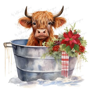 Highland Cow Watercolor Clipart Christmas Cute Highland cow baby cow calf Graphic Design old galvanized tub