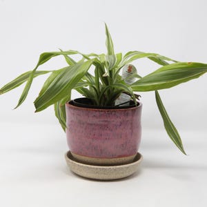 May include: A houseplant with long, pointed green leaves featuring white stripes, potted in a cylindrical ceramic planter. The planter has a glossy, mottled magenta finish on the upper portion and a speckled, matte beige base with a matching saucer.