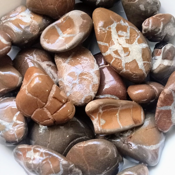 1 Pound Lightning Stones from Lake Michigan, Great Lakes, Rocks Unpolished Lightning Stones, Septarian Stones, Rock Collection