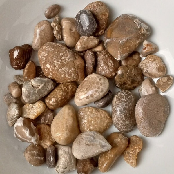 Awesome Fossils from Lake Michigan, Great Lakes, Great Gift, Sets of Fossils, Rock Collection, Variety of Fossils, Unpolished Fossils