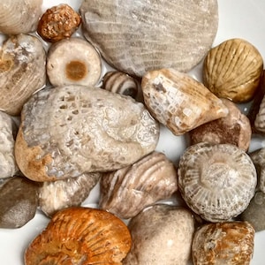 Awesome Fossils from Lake Michigan, Great Lakes, Great Gift, Rare Fossils, Rock Collection, Variety of Fossils, Unpolished Fossils