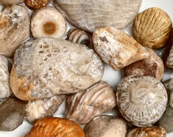 Awesome Fossils from Lake Michigan, Great Lakes, Great Gift, Rare Fossils, Rock Collection, Variety of Fossils, Unpolished Fossils