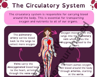 The Circulatory System - educational learning poster and knowledge organiser, perfect for revision in science