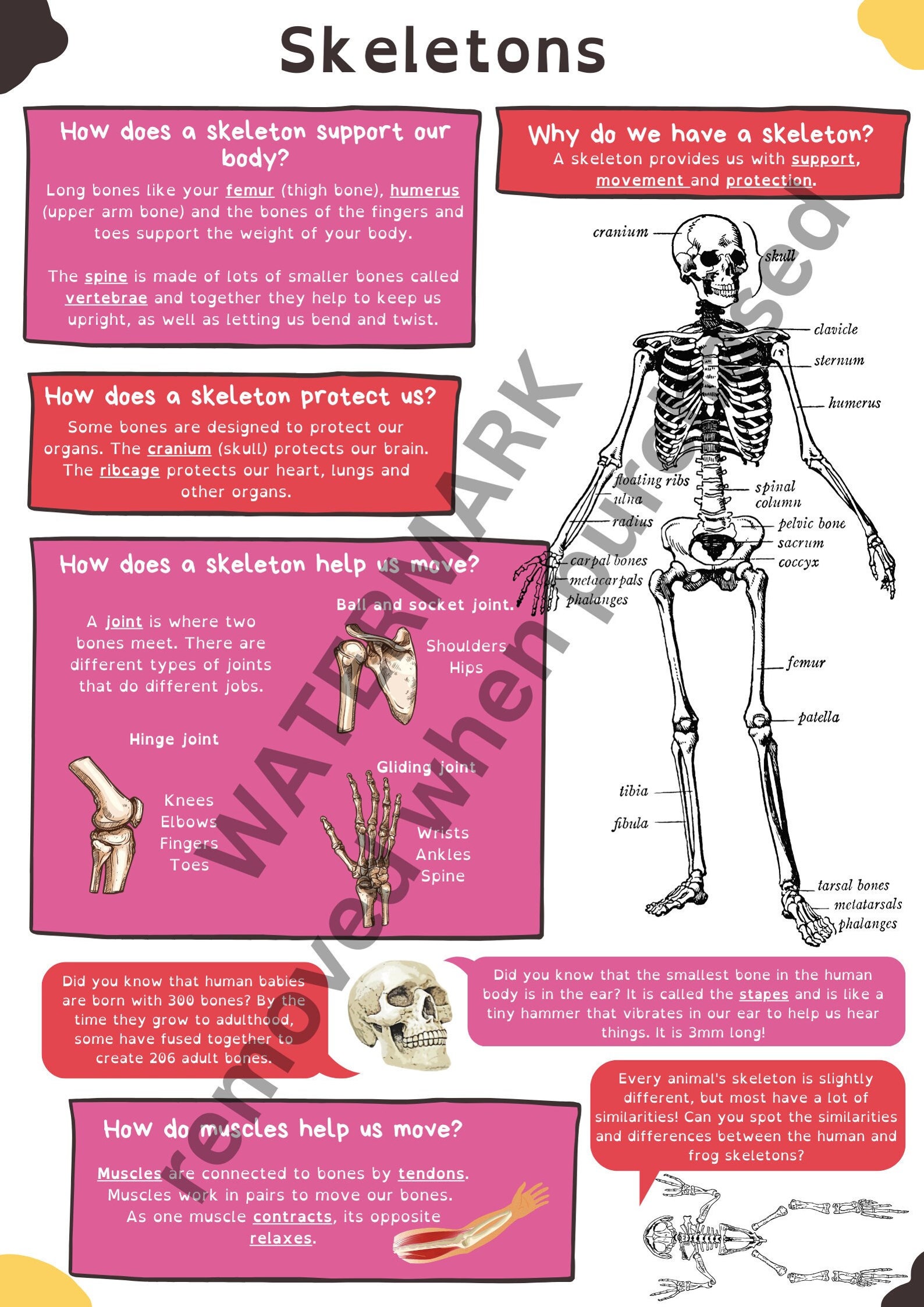 Skeletons Educational Learning Poster and Knowledge Organiser, Perfect ...