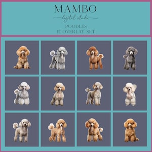 Poodle Dogs Photoshop Overlay Set, Photoshop Overlays, Digital Overlay, Photoshop Editing Pets, Animals