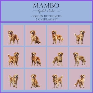 Golden Retriever Dogs Photoshop Overlay Set, Photoshop Overlays, Digital Overlay, Photoshop Editing Pets, Animals