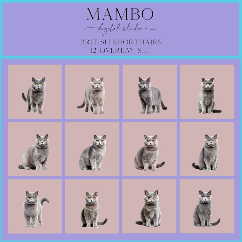 British Shorthair Cats Photoshop Overlay Set, Photoshop Overlays ...