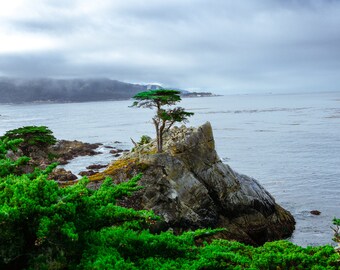 Lone cypress on Iconic 17 mile drive