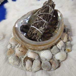 May include: A white abalone shell with a sage smudge stick inside. The shell is surrounded by a ring of small seashells.