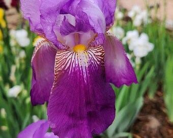 Rhapsody - Tall Bearded Iris, Historic Iris - Etsy