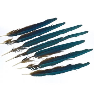 7 Large Macaw Parrot Feathers, 21-15” Royal Blue to Turquoise Iridescent Feathers, Naturally Molted, Whistler Pre-Raphaelite Victorian Decor
