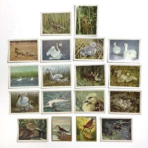 german tobacco cards German Tobacco Cards