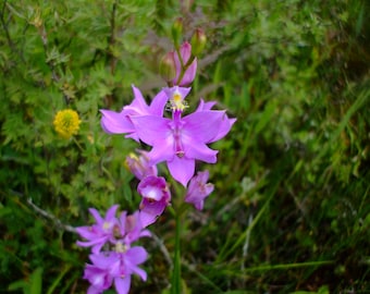 Calopogon tuberosus (Grass Pink Orchid), 35 seeds, perennial