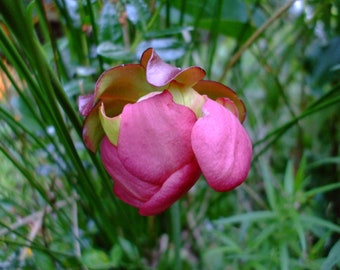 Sarracenia purpurea (Purple Pitcher Plant), 10 seeds, perennial