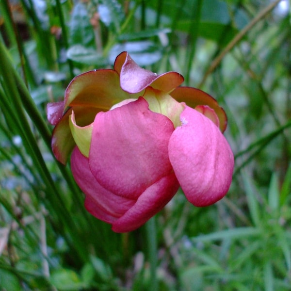 Sarracenia purpurea (Purple Pitcher Plant), 10 seeds, perennial