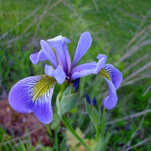 May include: A close-up of a purple iris flower with yellow and white markings on the petals. The flower is in focus, while the green grass and stems are blurred in the background.