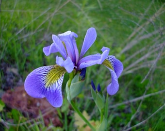 Iris versicolor (Northern Blue Flag), 20 seeds, perennial