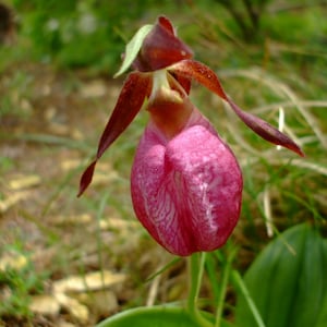 Cypripedium acaule Pink Lady's Slipper Orchid, 35 seeds, perennial image 1