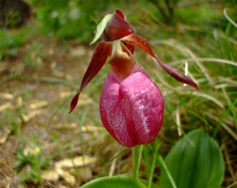 Cypripedium acaule (Pink Lady's Slipper Orchid), 35 seeds, perennial