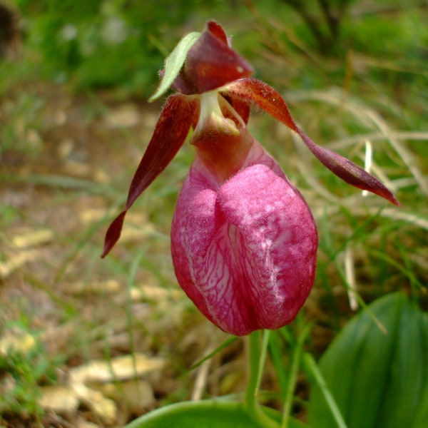 Cypripedium acaule (Pink Lady's Slipper Orchid), 35 seeds, perennial