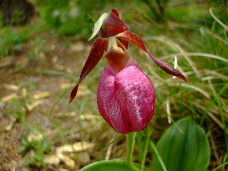 Cypripedium acaule Pink Lady's Slipper Orchid, 35 seeds, perennial image 1