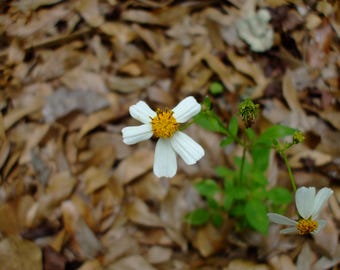 Bidens alba (Shepherd's Needles), 20 seeds, annual