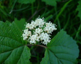 Viburnum acerifolium (Maple Leaf Viburnum), 10 seeds, perennial