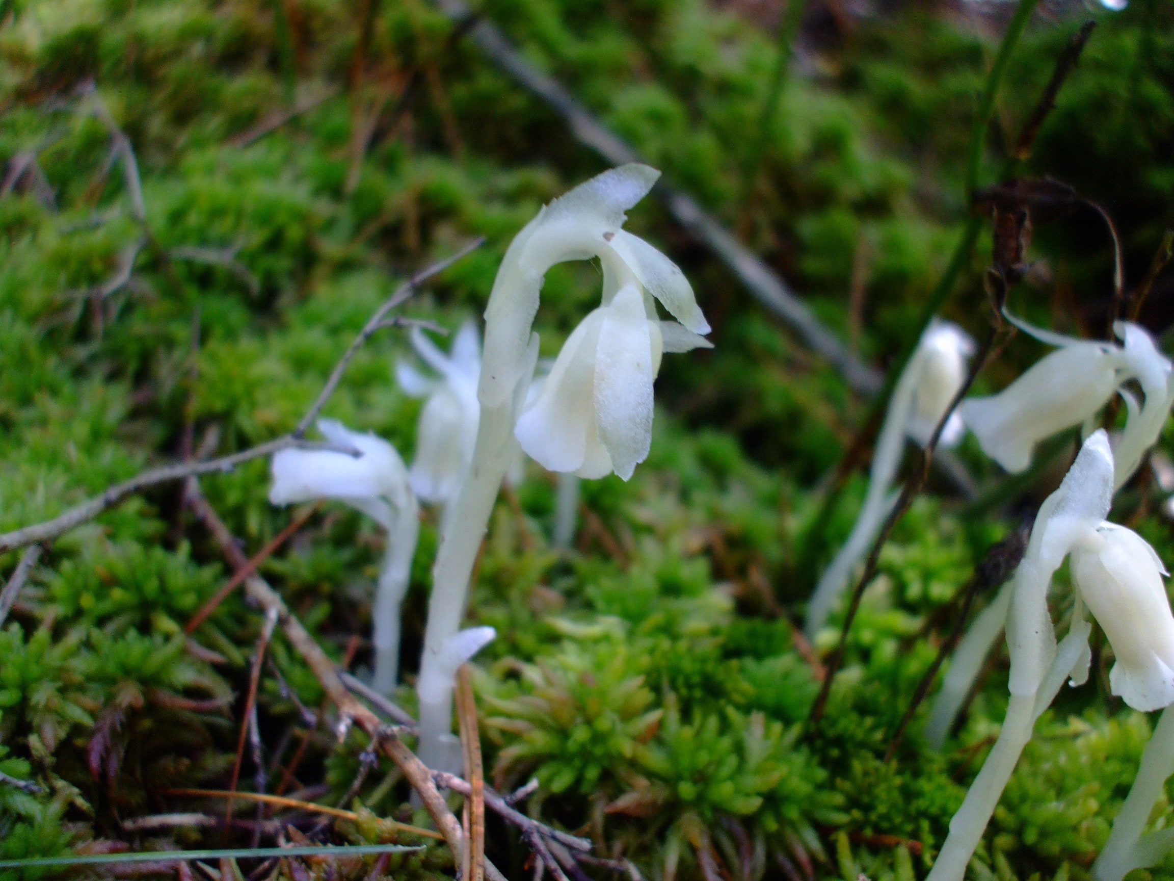 Monotropa uniflora (Ghost Plant, Indian Pipe), 30 seeds, perennial