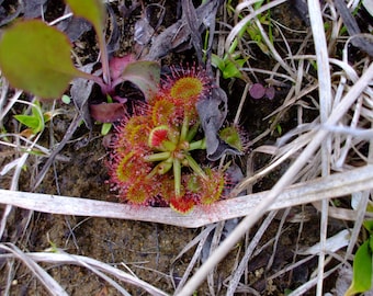 Drosera rotundifolia (Roundleaf Sundew), 30 seeds, perennial