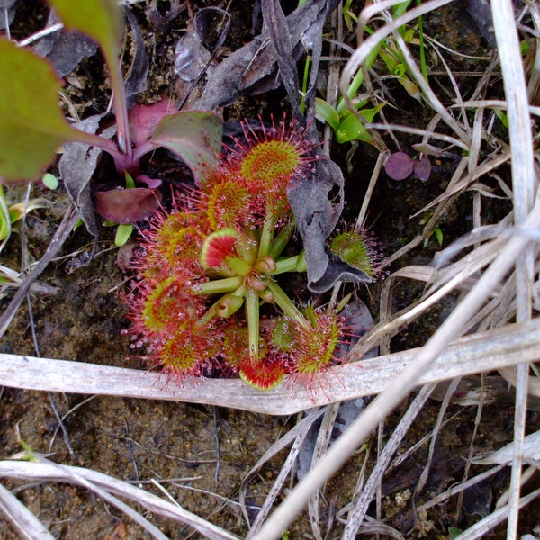 Drosera rotundifolia (Roundleaf Sundew), 30 seeds, perennial