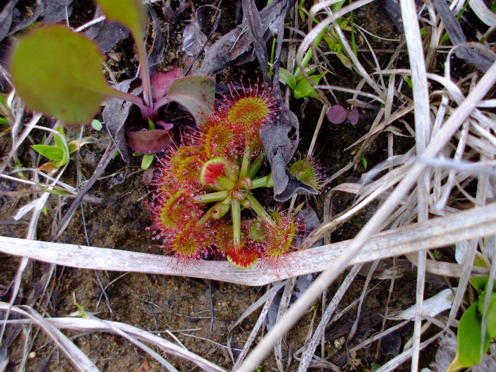 Drosera rotundifolia (Roundleaf Sundew), 30 seeds, perennial