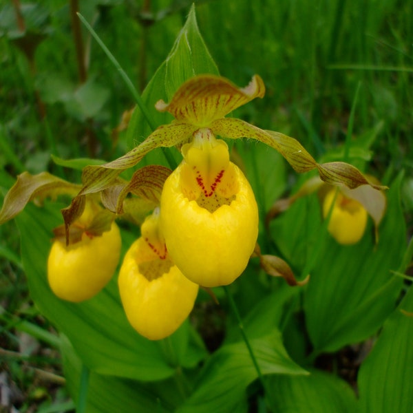 Cypripedium pubescens (Yellow Lady's Slipper Orchid), 35 seeds, perennial