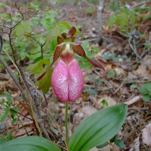 Cypripedium acaule Pink Lady's Slipper Orchid, 35 seeds, perennial image 3