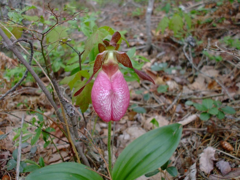 Cypripedium acaule Pink Lady's Slipper Orchid, 35 seeds, perennial image 3