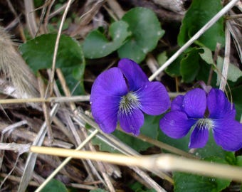May include: Close-up of two vibrant purple violet flowers with yellow centers, surrounded by green leaves and dry grass. The petals of the flowers are a deep shade of purple, with delicate veining.