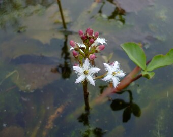 Menyanthes trifoliata (Bog Bean) bareroot, 1 live plant