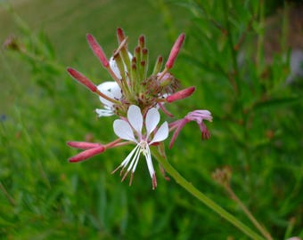 Gaura biennis (Biennial Gaura), 15 seeds, biennial