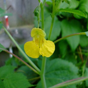 Impatiens pallida (Pale Jewelweed), 10 seeds, annual