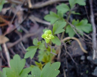 Adoxa moschatellina (Muskroot), 1 live bareroot plant (RARE)